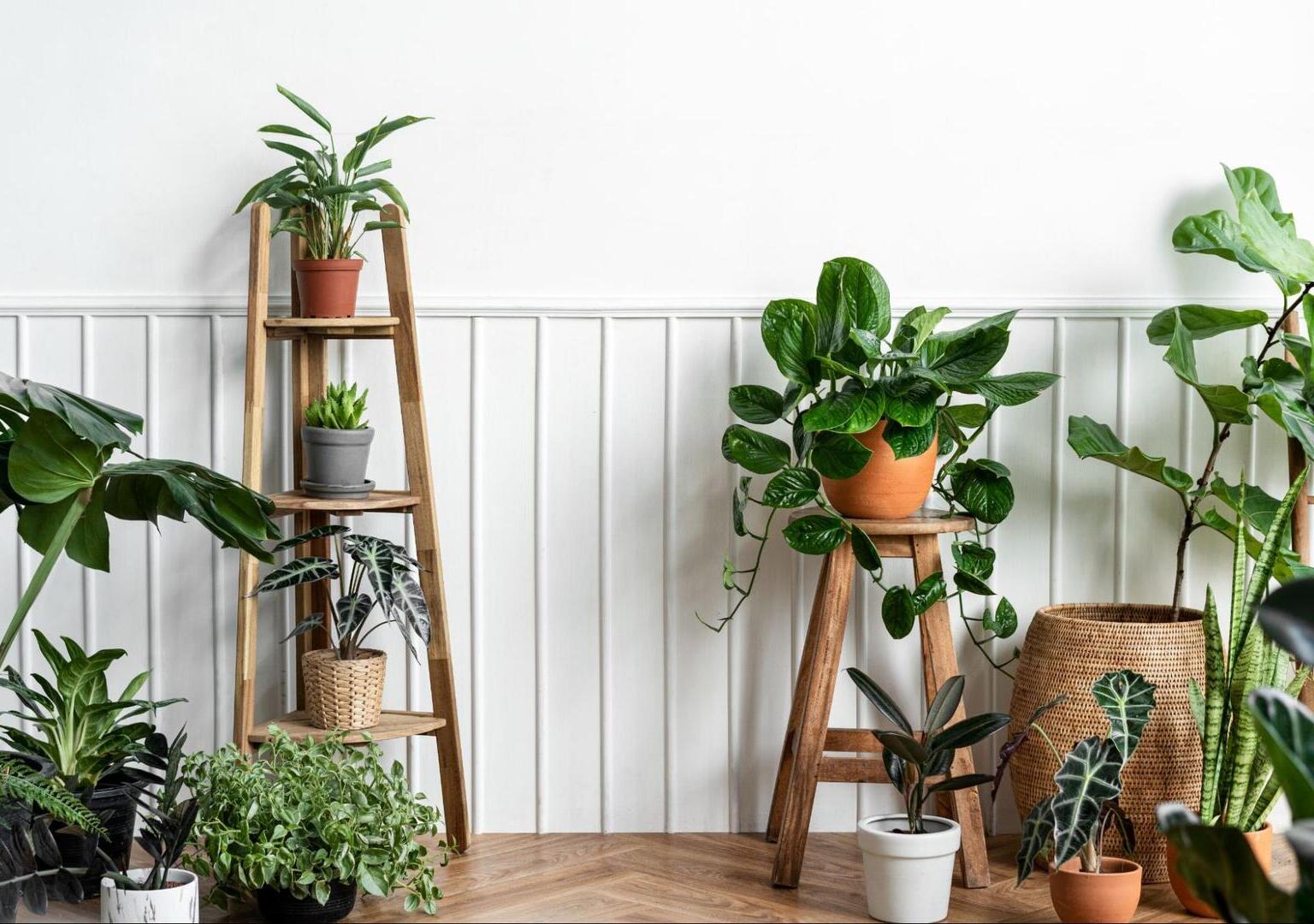 Indoor Plant Care & Design